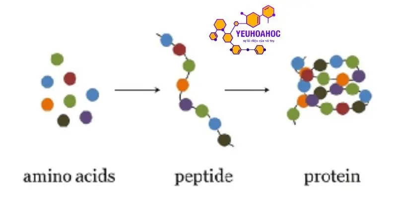 phan-loai-protein