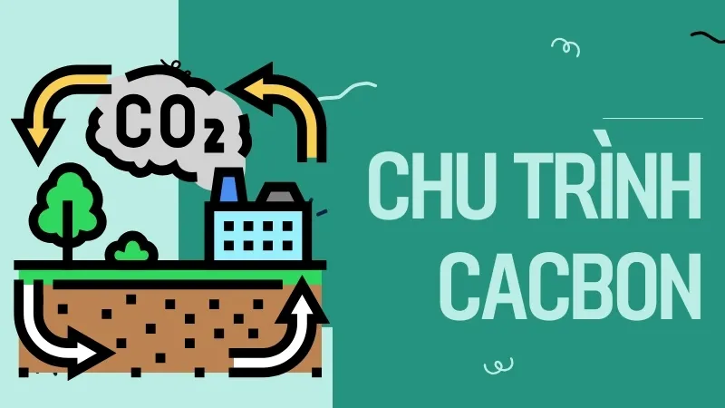 Chu trình cacbon hoạt động như thế nào?