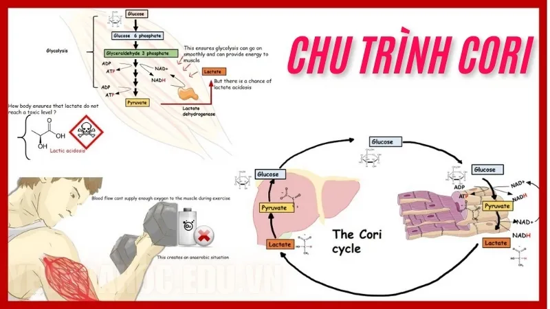Chu trình Cori là gì?