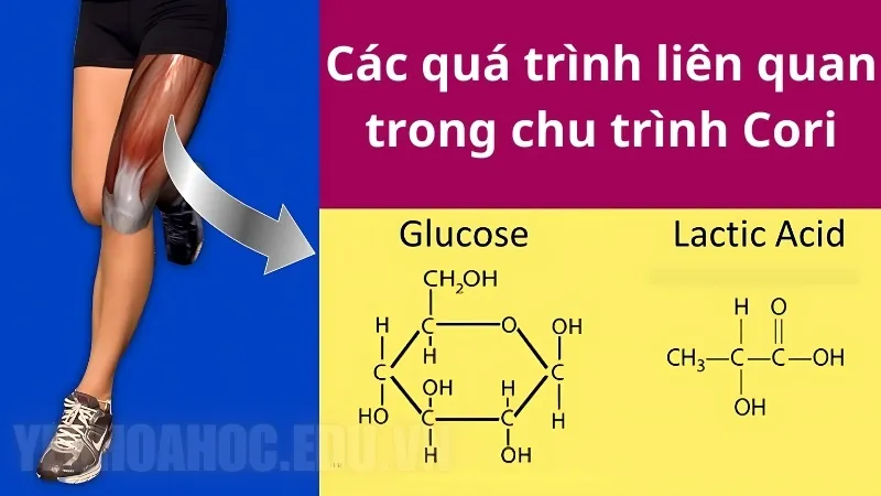Các quá trình liên quan trong chu trình Cori