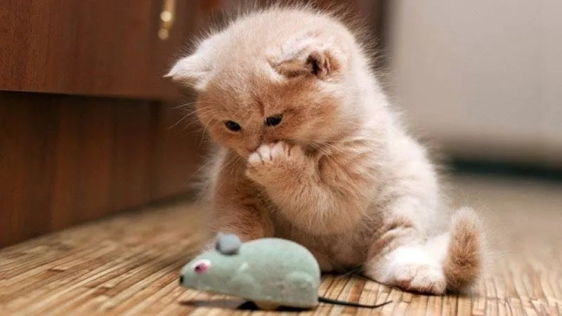 Những mèo cute meme đáng yêu nhất dành cho bạn