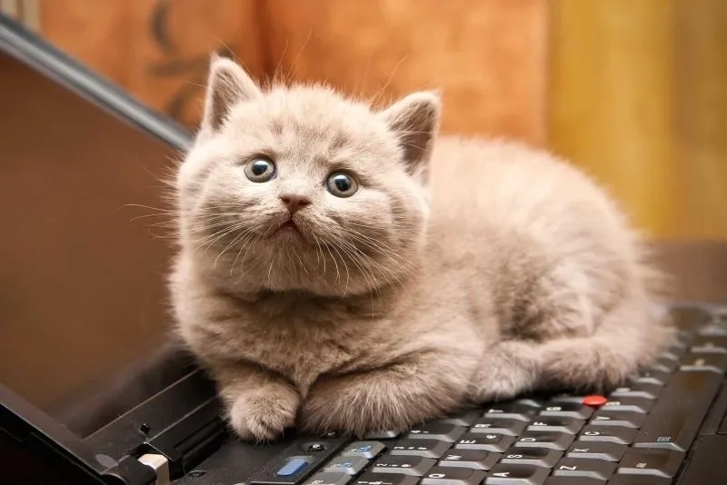Bộ sưu tập meme ảnh mèo cute siêu dễ thương