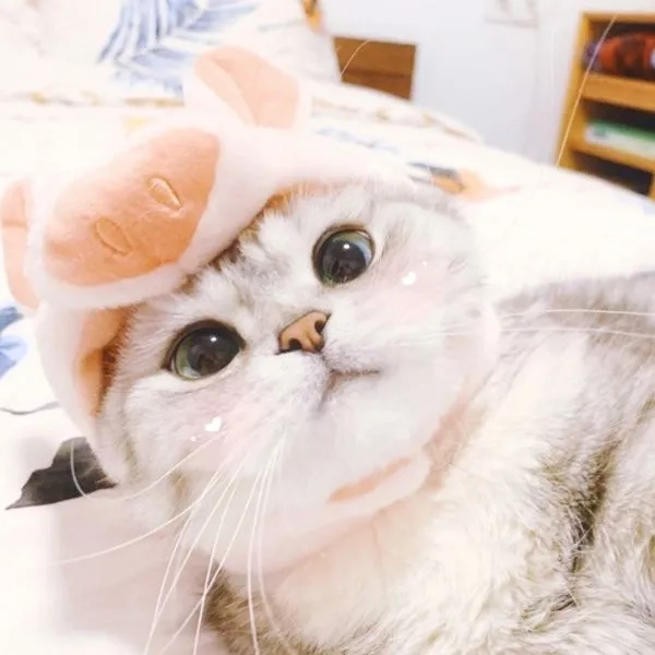 Chọn ngay avatar mèo cute meme độc đáo nhất