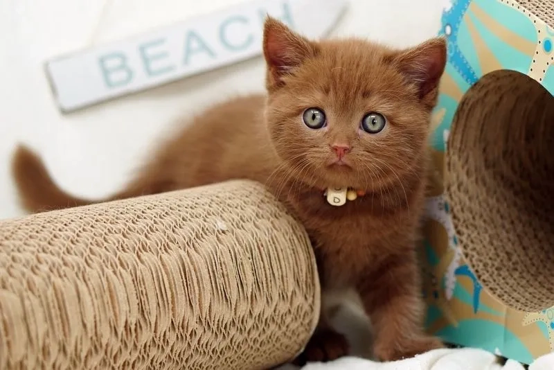 Khám phá ảnh mèo cute meme với biểu cảm dễ thương