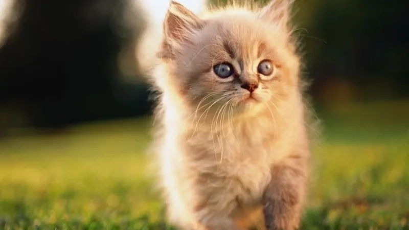 Những meme ngộ nghĩnh ảnh mèo cute vui nhộn