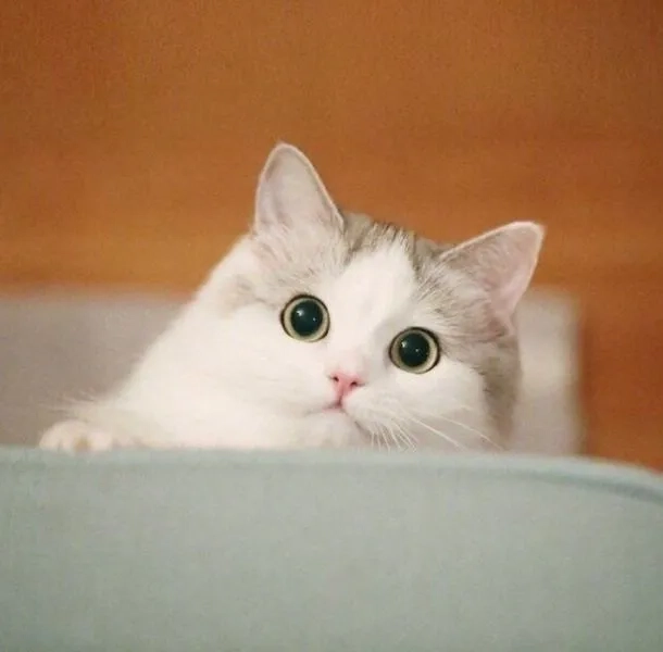 Bộ sưu tập meme mèo cute cười siêu đáng yêu