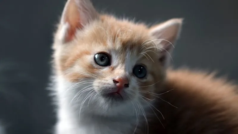 Tuyển chọn cute meme mèo cute đầy thú vị