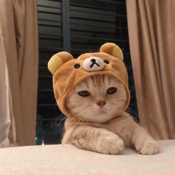 Những meme con mèo cute dễ thương hết nấc