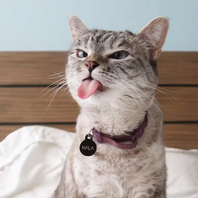 Tuyển chọn meme mèo cười nhếch mép đầy thú vị