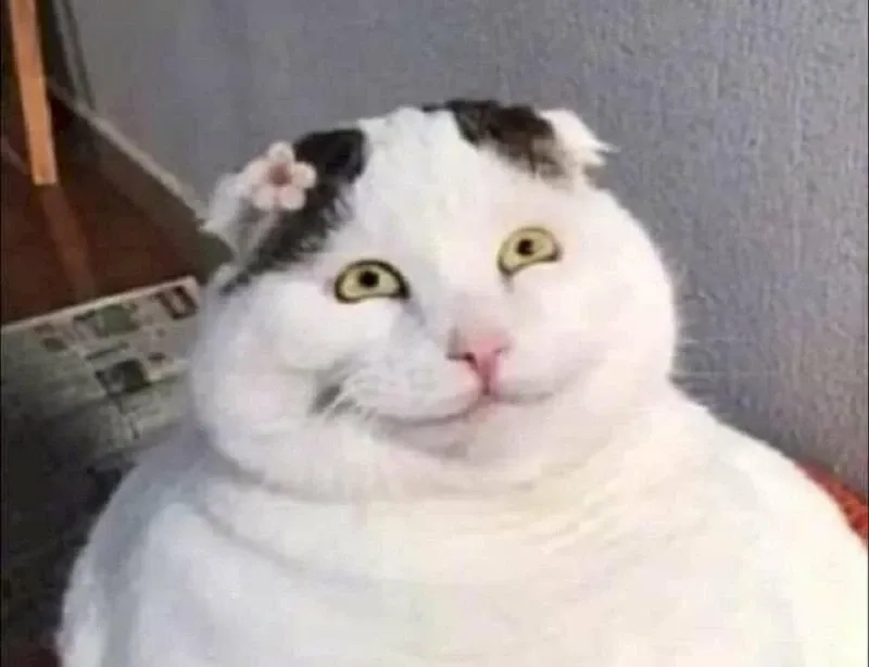Khám phá meme mèo cười haha siêu vui nhộn