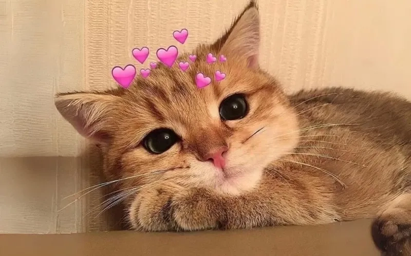 Những meme con mèo khóc dễ thương và hài hước