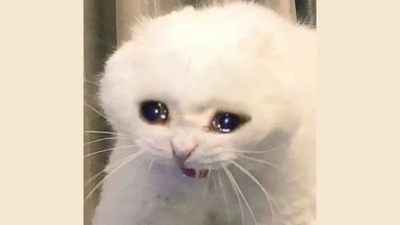 Những ảnh mèo khóc meme siêu cute dành cho bạn