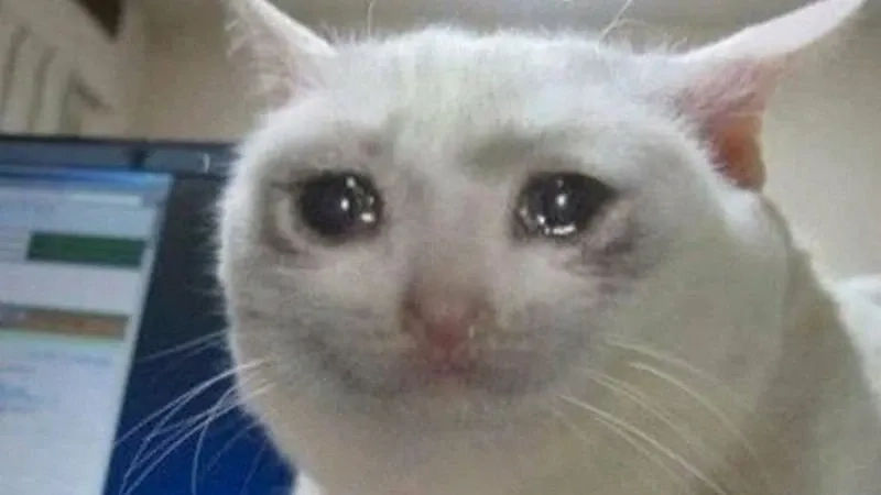 Tuyển chọn con mèo khóc meme đầy biểu cảm