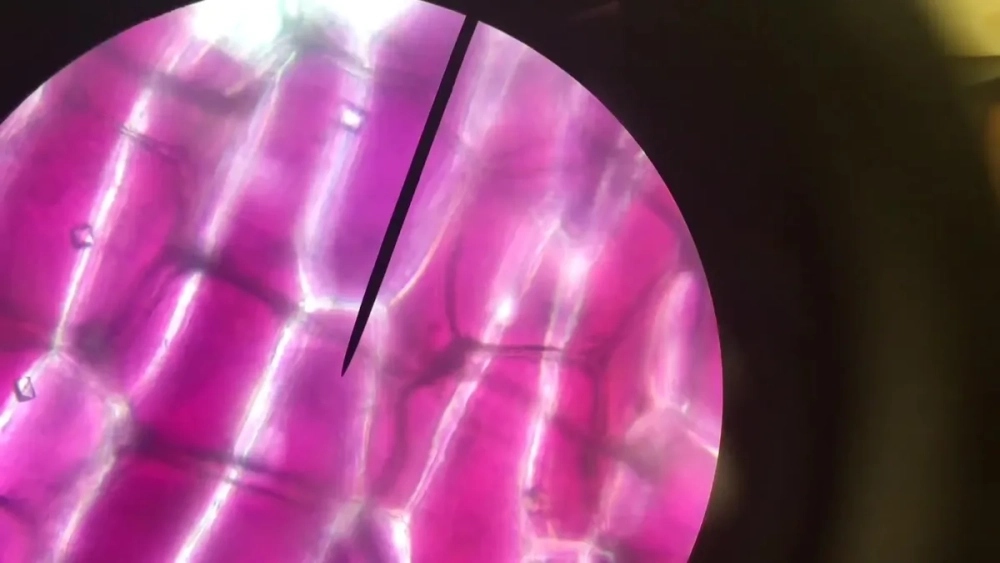 Tế bào thực vật dưới kính hiển vi biểu bì hành ta xếp lớp