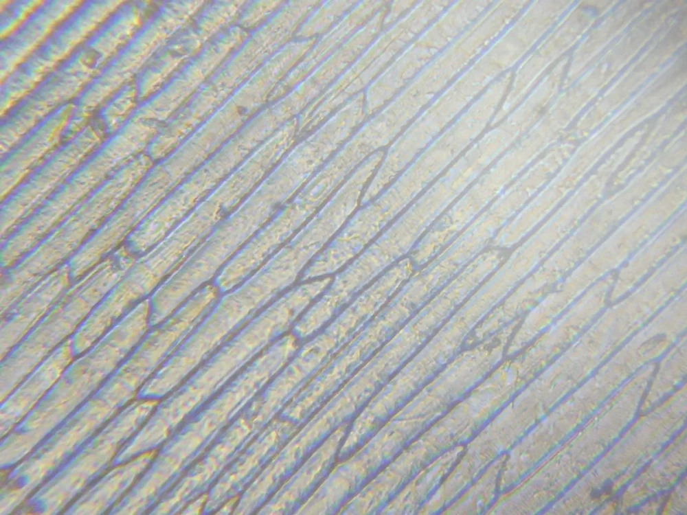 Tiêu bản tế bào thực vật dưới kính hiển vi lá lẻ bạn