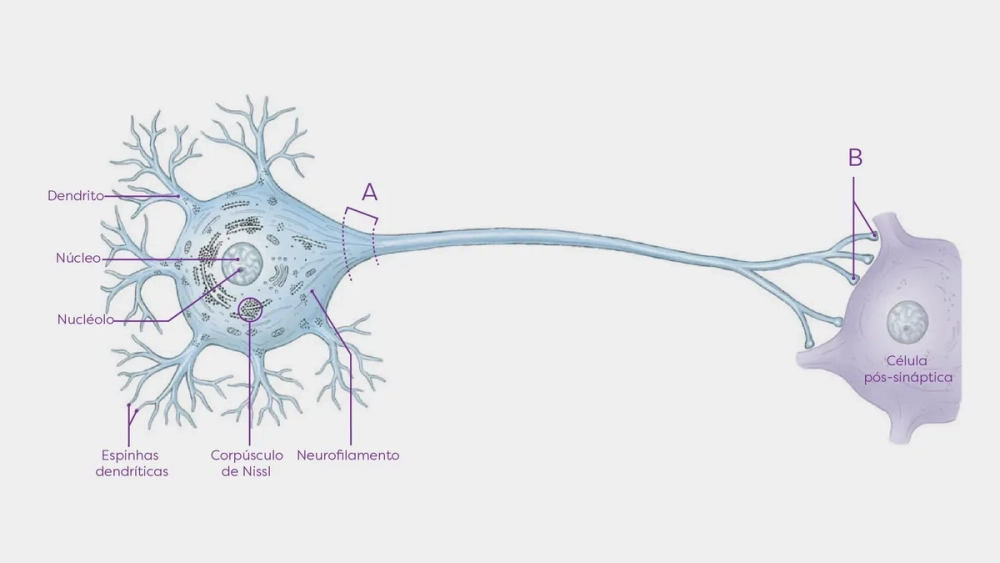 Thân nơ-ron thần kinh chứa nhân và các bào quan quan trọng