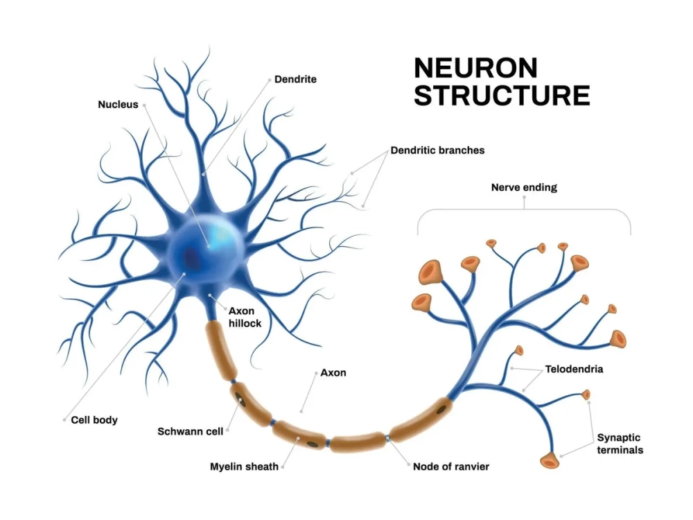 Cấu trúc synapse nơ-ron thần kinh kết nối các đầu tận cùng