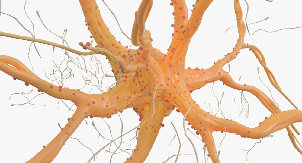 Bài học nơ-ron thần kinh sinh học 11 về cơ chế truyền tin