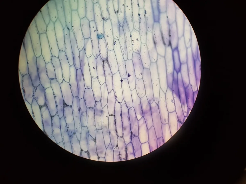 Vẽ tế bào thực vật dưới kính hiển vi mô phỏng cấu trúc cơ bản