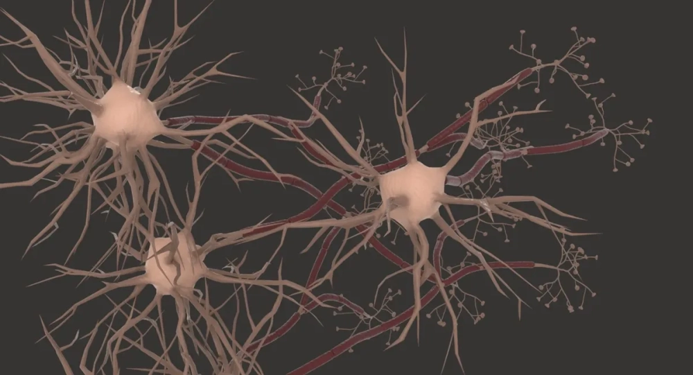 Nơ-ron thần kinh cảm giác truyền tín hiệu về hệ trung ương