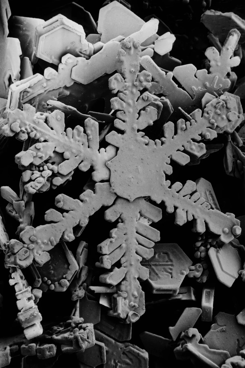 Tinh thể tuyết và độ ẩm tạo nên hình dáng phức tạp